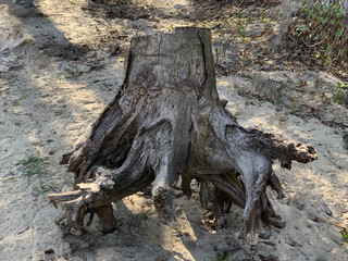 An uprooted old stump with big roots. The remains of a felled tree.