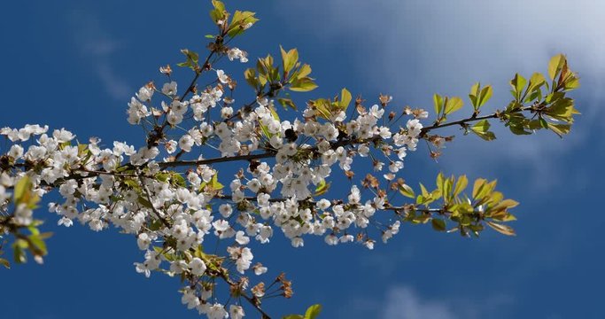 Kirschbl&uuml;ten im Wind gegen den Himmel aufgenommen und eine Nektar sammelnde Hummel