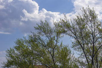 Obraz na płótnie Canvas Spring weather.Trees,birds,houses,clouds and sky.Window view.