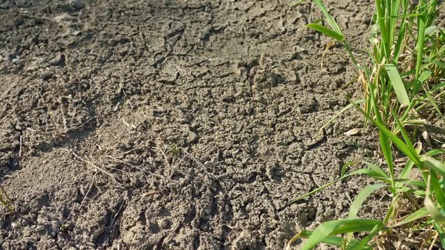 Dry field land during drought with drying up the soil cracked, climate change, environmental disaster and earth cracks. Grass in the sand.