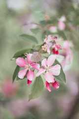 The blooming Chinese apple tree. Beautiful pink flowers. Soft watercolor colors. Some saturated pink petals.