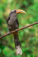 The Grey Hornbill..