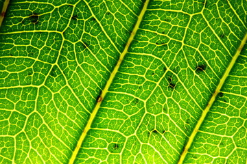 texture of green leaves in nature for background