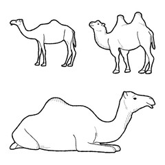 Camel Vector Illustration Hand Drawn Animal Cartoon Art