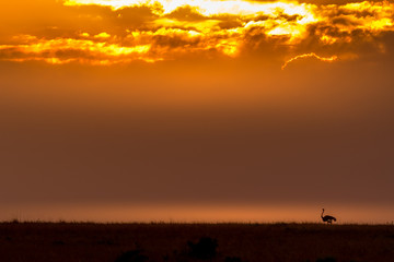 Solitude and Me.. This image of Ostrich is taken at Masai Mara in Kenya , Africa.