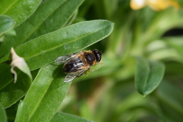 Junge Biene im Closeup
