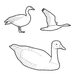 Canada Goose Vector Illustration Hand Drawn Animal Cartoon Art