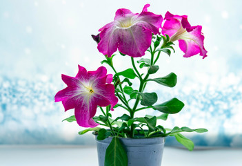 Colorful blooming petunia flowers, close-up on colored petunias.
