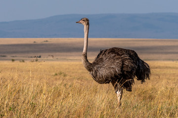 Naklejka premium This image of Ostrich is taken at Masai Mara in Kenya , Africa.