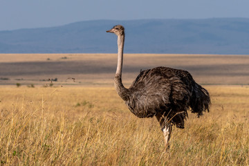 This image of Ostrich is taken at Masai Mara in Kenya , Africa.