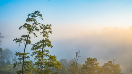 Beautiful foggy landscape of Watchan Pine Forest in a morning of winter season at Kalayaniwattana district (Chiang Mai, Thailand)