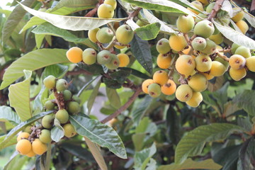 ripe loquat fruit on loquat plant (Eriobotrya japonica)