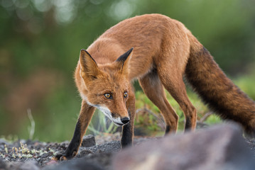 Curious wild red fox in the far east Kamchatka peninsula, Russia.