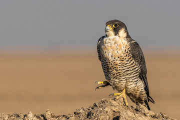 Peregine Falcon- The Fastest Raptor!