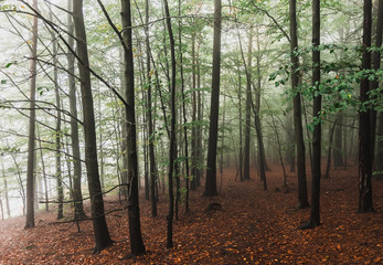 Foggy and cloudy alley in the forest park. Autumn season . Romantic walky mood. Postcard concept. Perspective picture of the trees. Ecological problem nature.