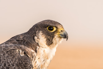 Peregine Falcon- The Fastest Raptor!