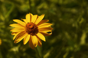 Yellow summer flower