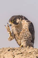 Peregrine Falcon! 