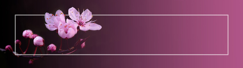 Pink beautiful blooming cherry blossoms encased in a white frame, isolated on pink black background banner panorama, with space for text
