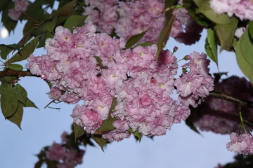 
Rain droplets remained on the tender sakura petals at sunset