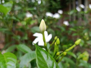 Obraz premium lily of the valley