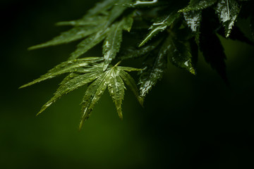 Closeup of wet leaf