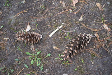 Fir cones lie on the ground