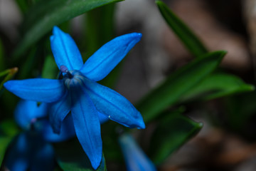 The first spring blooming flowers