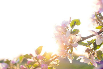 beautiful flowering apple tree