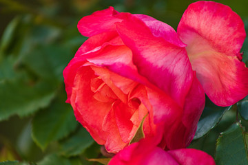 red flower in the garden