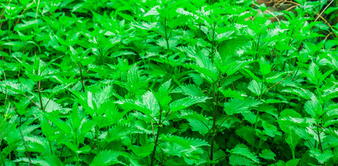 nettle beautiful green background