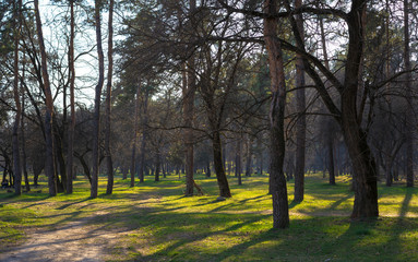 Naklejka premium Trees in the forest in sunny weather