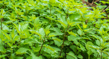 nettle beautiful green background