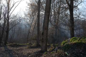 Smoke from a bonfire in the forest.