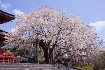 日光山輪王寺　三仏堂の金剛桜（国天然記念物）