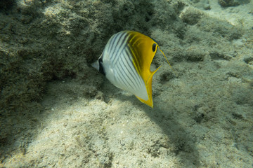 Butterflyfish