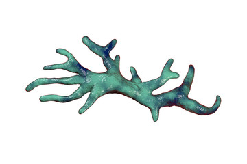 Balamuthia mandrillaris amoeba