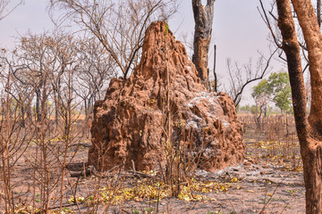 Giant termite house made with reddish earth and mud in Senegal, Africa