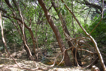 African forest, green path without human presence, full of plants, trees, flowers and red petals on the ground