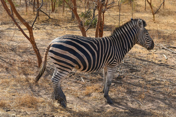 Obraz premium Little African zebra, living peacefully in its natural habitat