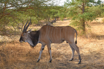 Large, quiet and free African antelope is its natural habitat