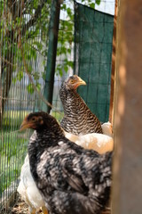 Small chicken in garden
