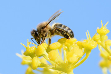 Apis mellifera. 