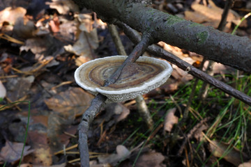  Mushrooms in the autumn forest © moniadk