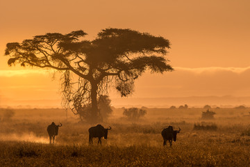 Sunset in the Wild!