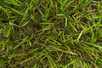 Florida grass