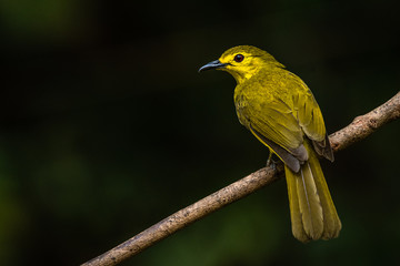 Yellow Browed Bulbul bird image is taken at Thatekkad in Kerala , India.