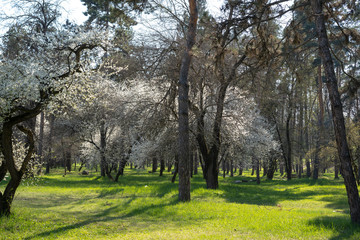Flowering trees in the forest