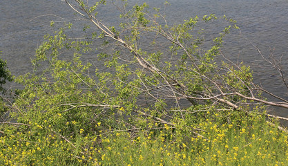 물가에 수양버들