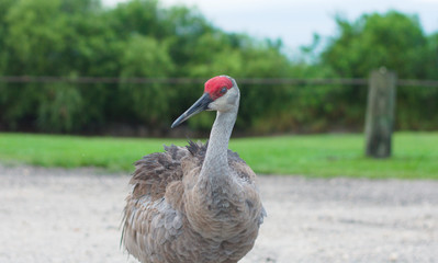 Fototapeta premium Sandhill Crane